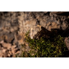 Gecko Crestado - Correlophus ciliatus (Pequeños)